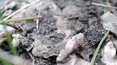 Monomorium ants work in an anthill. close-up Vidéo 129668300