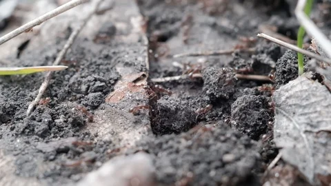 Monomorium ants work in an anthill. close-up 動画素材 129670039