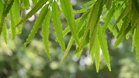 Monoon longifolium tree. Stock Footage 309278919