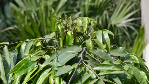 Monoon longifolium tree. 스톡 동영상 332861443