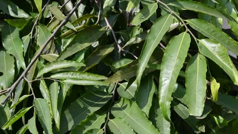 Monoon longifolium tree. Video stock 332861455