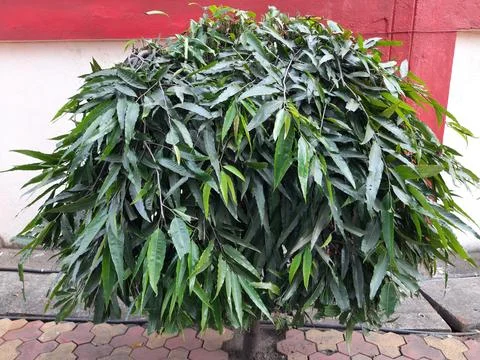 Monoon longifolium tree. Stock Photos