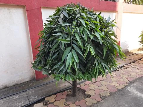 Monoon longifolium tree. Stock Photos