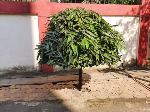 Monoon longifolium tree. Stock Photos