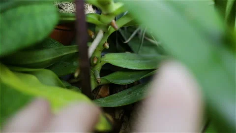Monopodial medium-sized Orchid with thick short young roots in the thickets of o Stock Footage 99604079
