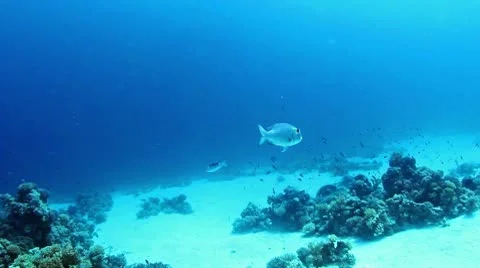 Monotaxis grandoculis 動画素材 10586829