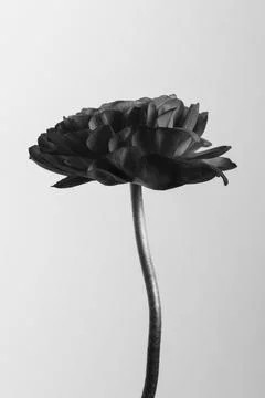 Monotone ranunculus flower Stock Photos