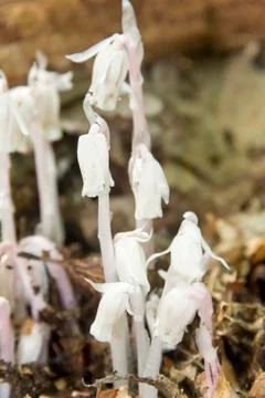 Monotropa uniflora Stock Photos
