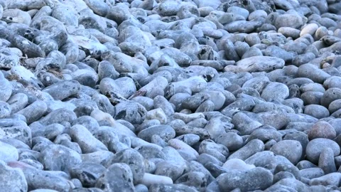 Møns Klint, Denmark Stock Footage 220508472