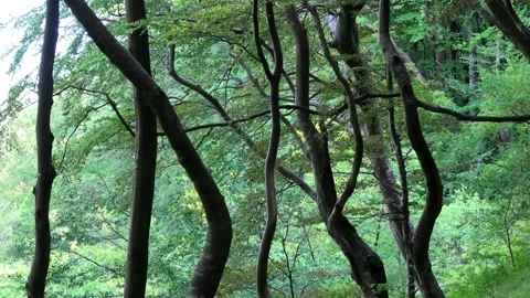 Møns Klint, Denmark Stock Footage 220508873