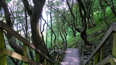 Møns Klint, Denmark Stock Footage 220508911