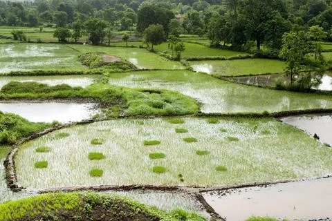 Monsoon and paddy rice fields in chequered pattern ; Raigadh district ; Ma... Foto stock