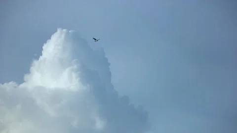 Monsoon chatak bird for clouds. Birds of prey in search of food behind white Stock Footage 140106626