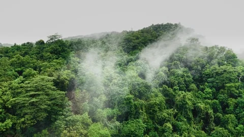 Monsoon clouds drifting over dense forested mountain slopes during rainy season Stock Footage 340813855