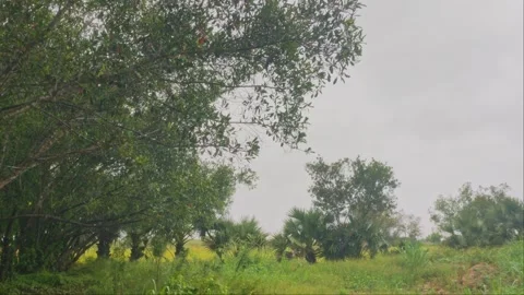 Monsoon Heavy Rain Falling Over Palm Trees And Green Nature Stock Footage 345893227