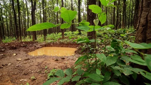 Monsoon in Himalayas Stock Footage 110829912