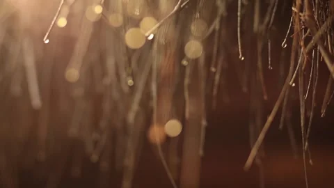 Monsoon Magic: Water Drops with Bokeh Effect at Golden Hour Stock Footage 278236899
