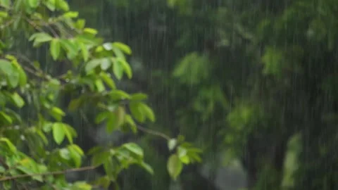 Monsoon or rainy day Stock Footage 247173157