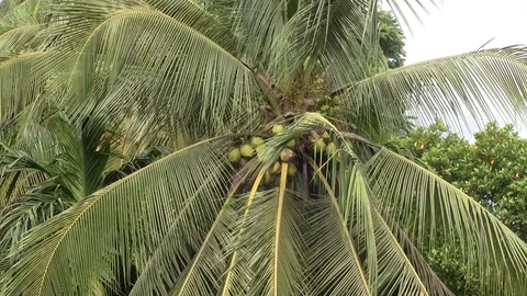 Monsoon Rain Coconut Tree 動画素材 100032459