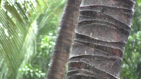 Monsoon Rain Coconut Tree. 動画素材 100038127