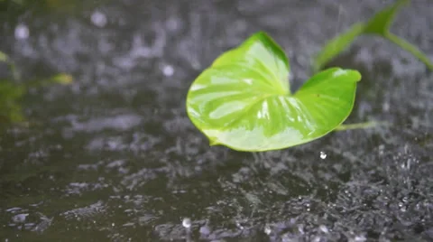 Monsoon Rain Drops Stock Footage 35477910