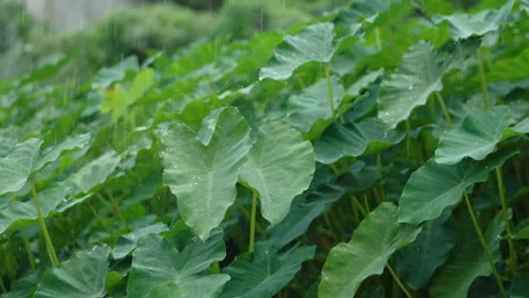 Monsoon Rain Falling Continuously on Lush Taro Leaves Stock Footage 347269982