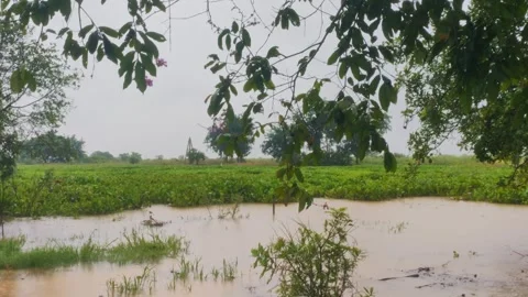 Monsoon Rain Falling On Flooded Pond With Water Hyacinth, Countryside Rainy Stock Footage 345670555
