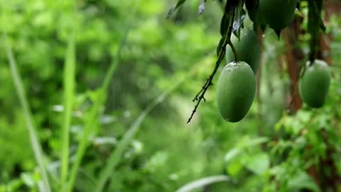 Monsoon Rain Falling On Raw Mango Fruit In Indian Orchard Stock Footage 331780400