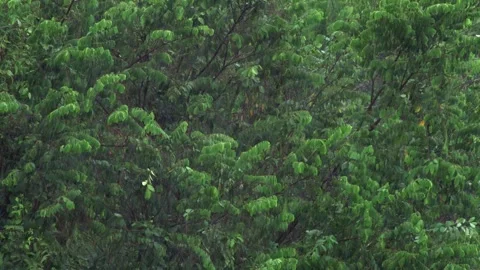 Monsoon Rain Falling Through Lush Tropical Vegetation in Thailand 스톡 동영상 336783100