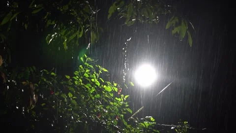 Monsoon Rain Falling Through Tree Leaves Under Bright Street Light at Night. Stock Footage 339871430