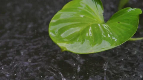 Monsoon Rain Video stock 35478427