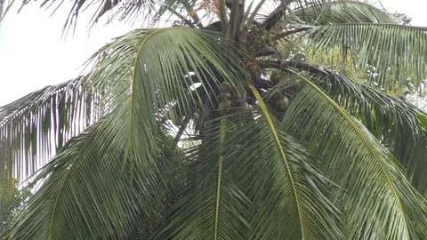 Monsoon Rain 動画素材 100038233