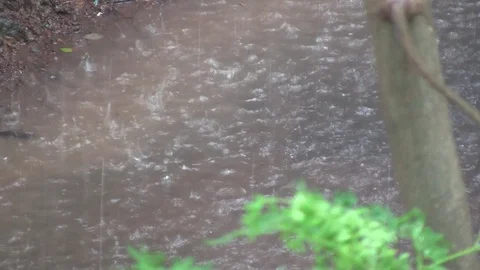 Monsoon Rain 動画素材 100053891