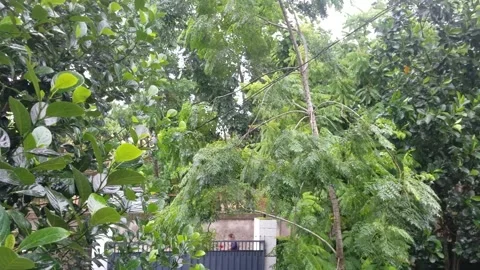 Monsoon Rain Stock Footage 157860390