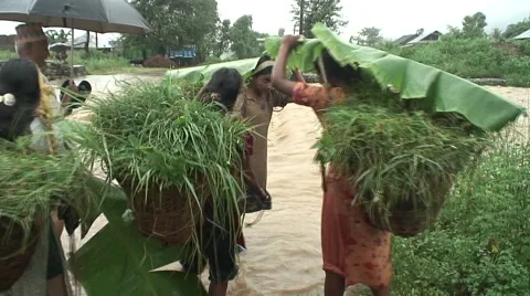 Monsoon rain Nepal Stock Footage 47550628