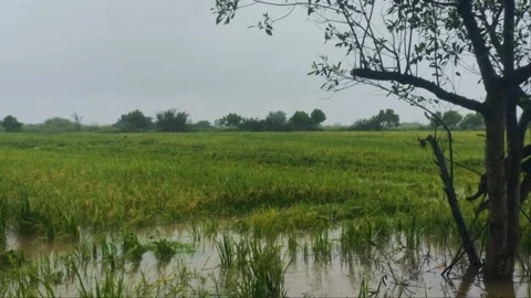Monsoon Rain Splashing On Flooded Rice Field With Tree Frame Stock Footage 345670609