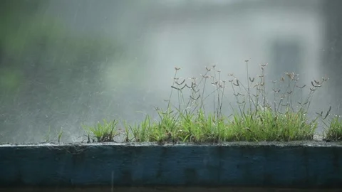 Monsoon rainfall Stock Footage 342833602