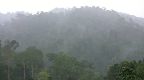 Monsoon Rains Fall In The Jungle 스톡 동영상 12429095