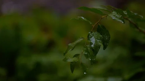 Monsoon in Upper Himalayas Stock Footage 110831268