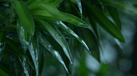 MonsoonLeaves Stock Footage 12539683