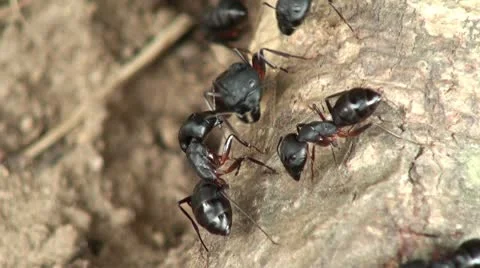 Monster ants fighting (largest ant species, Southeast Asia) Video stock 8981457