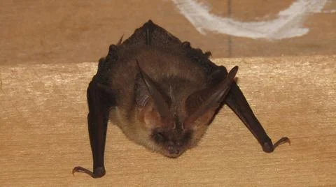 The monster bat in the attic Stock Photos