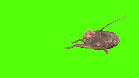 Monster Bite Attack 3 Green Screen Animation 4k Rendering Video stock 267715470