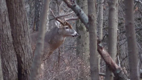Monster buck looking at camera runs behind trees Stock Footage 120576943