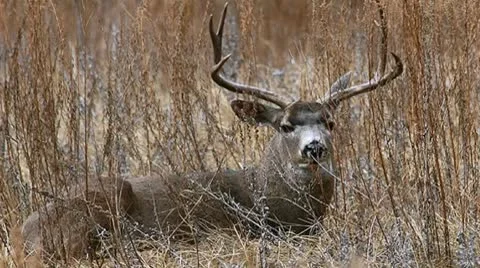 Monster Buck, Mule Deer Stock Footage 8973164
