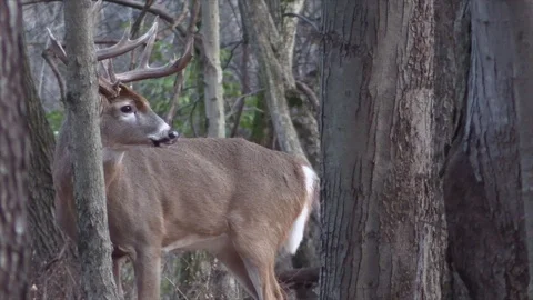 Monster buck standing broad side turns walks away Stock Footage 120576945