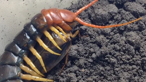 Monster centipede catches and eats a cockroach Stock Footage 109390386