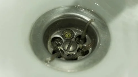 Monster in the drain filter 動画素材 323772703