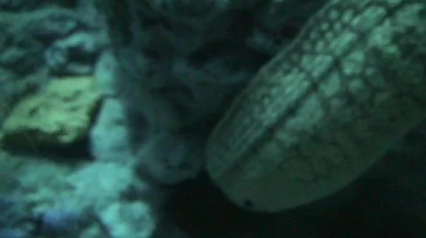 Monster Fish from the abyss Stock-Footage 643732