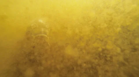 Monster fish Stock Footage 23632454